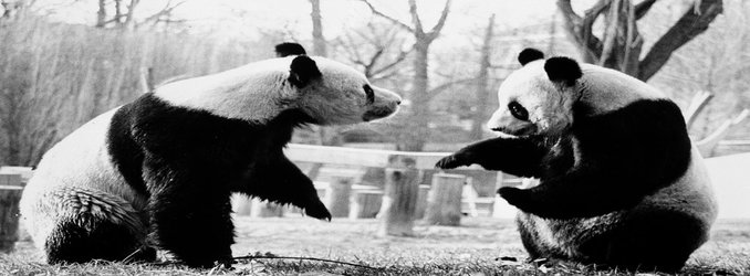 A Primer on the Zoo’s Possibly Pregnant Giant Panda