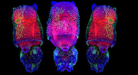 The momentous transition to multicellular life may not have been so hard after all