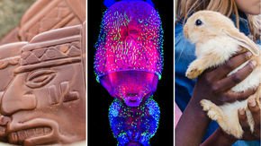 Top stories: Chocolate money, the rise of multicellularity, and pet rabbit brains