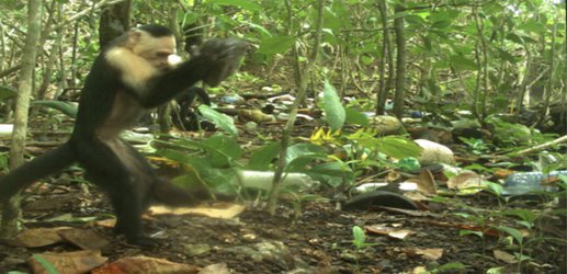 Some monkeys in Panama may have just stumbled into the Stone Age