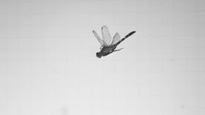 This video reveals the secret to the dragonfly’s backward flight