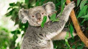 A koala’s diet would kill most mammals. Their genome reveals how they survive