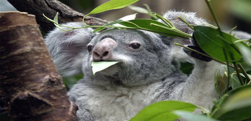 The koala genome has been fully sequenced for the first time