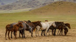 3000-year-old sawn-off tooth may be the earliest evidence of horse dentistry