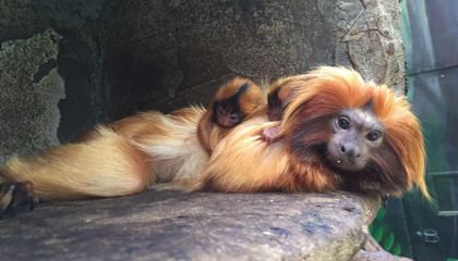 The National Zoo’s Golden Lion Tamarins Delight Curators with the Delivery of Twins