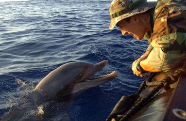 انتقاد رییس سازمان نظام دامپزشکی از انحلال اداره دامپزشکی ارتش/برگزاری کنگره بین‌المللی دامپزشکی نظامی در ایران