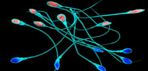 First attempt to get CRISPR gene editing working in sperm