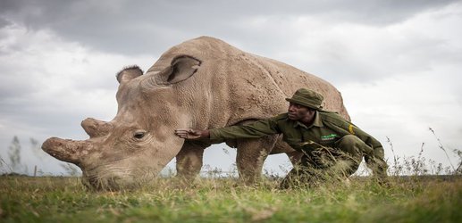 Hybrid white-rhino embryos created in last-ditch effort to stop extinction