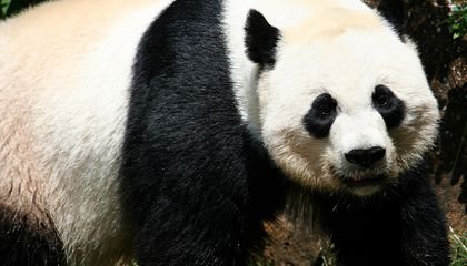 Giant Panda Mei Xiang Will Not Give Birth