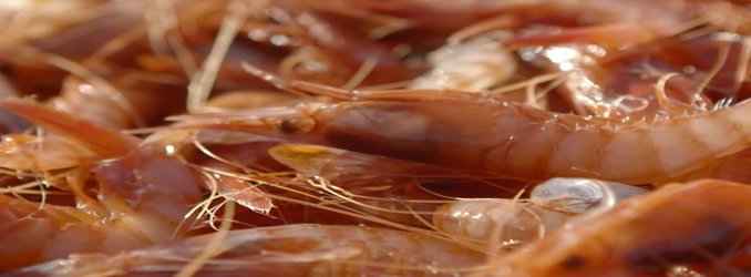 How a Fallback to Historic Traditions Might Save Catalonia’s Red Shrimp Fishery