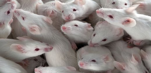 Controversial CRISPR ‘gene drives’ tested in mammals for the first time