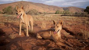 A fence built to keep out wild dogs out has dramatically altered the Australian landscape
