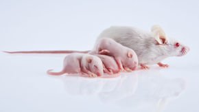 ‘Gene drive’ passes first test in mammals, speeding up inheritance in mice