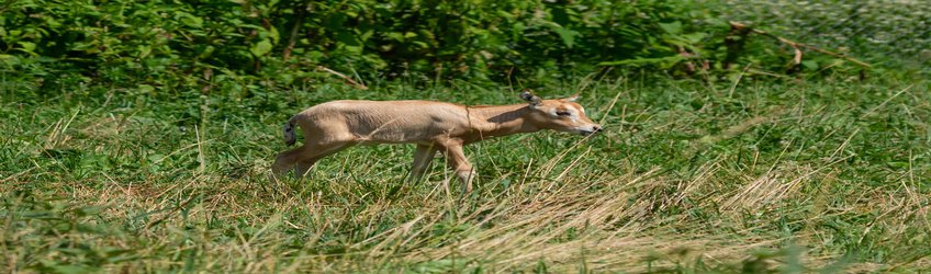 New Artificial Insemination Technique Successfully Breeds Critically Endangered Scimitar-Horned Oryx