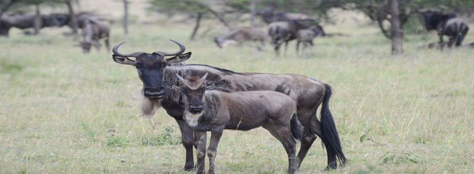 How Noisy Males Control the Gnu’s Cycle