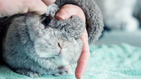 New digital chemical screening tool could help eliminate animal testing