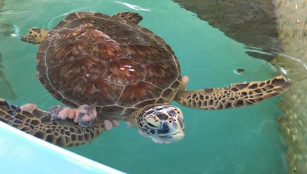 Should We Share Human Cancer Treatments With Tumorous Turtles?