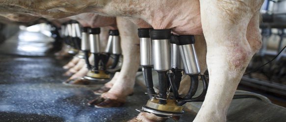 This Connecticut Farm Is Milking Cows for Data