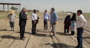 بازدید معاون پژوهشی و فناوری سازمان تحقیقات از مزارع پژوهشی و روند توسعه ایستگاه تحقیقات کشاورزی گنبدکاووس