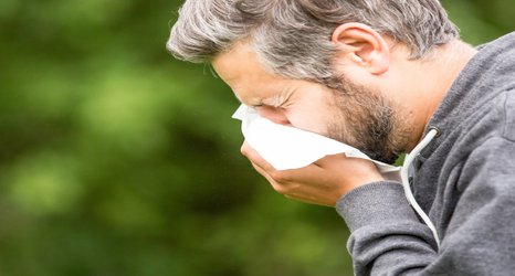 How protein fragments could help to tackle the cause of hay fever 