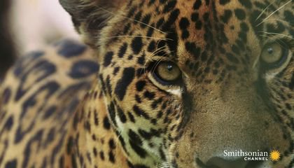 This Footage of Jaguars in Panama Could Save Their Lives