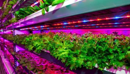 Dubai Will Be Home To the World’s Biggest Vertical Farm