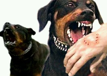 معاون بهداشتی شبکه بهداشت و درمان شهرستان دشتستان:
بیشترین موارد حیوان گزیدگی در بخش ارم اتفاق افتاده است
