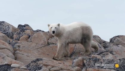 How Churchill Protects Itself From Polar Bears