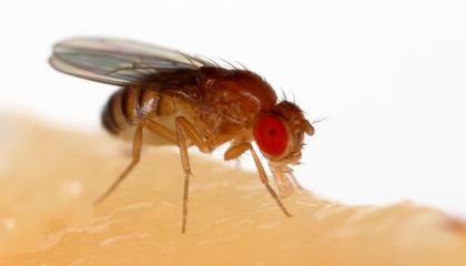 How Fruit Flies Stay Young At Heart