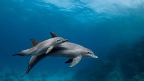 Dolphins could unveil the origins of menopause