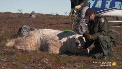 A Polar Bear Released Back Into the Wild by Helicopter