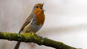 Watch out birders: Artificial intelligence has learned to spot birds from their songs