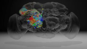 In a ‘tour de force,’ researchers image an entire fly brain in minute detail
