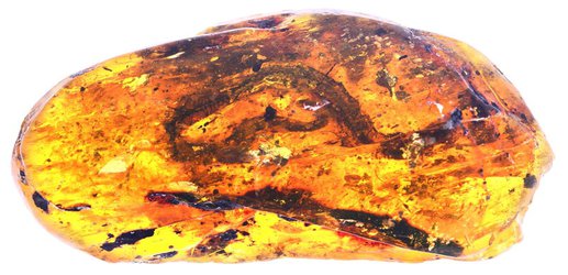 First snake found in amber is a baby from the age of the dinosaurs
