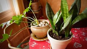 ‘Smart plants’ could soon detect deadly radon and mold in your home