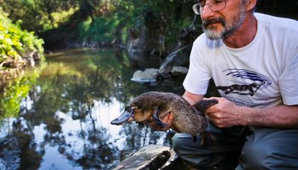 What You and a Platypus Have in Common? Mysterious 'Genes' That Jump