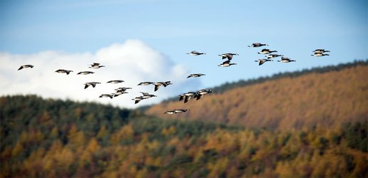 Climate change is forcing geese to give up pit stops when they migrate