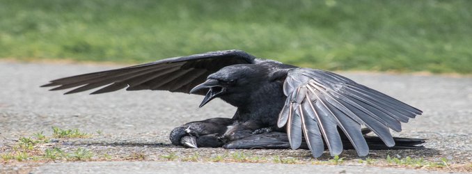 It's Not Without Caws That Crows Desecrate Their Dead