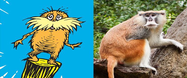 'I speak for the trees': Could this monkey be Dr Seuss’s Lorax?