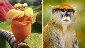 Is this monkey the inspiration for Dr. Seuss’s Lorax?