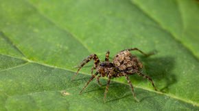 Could this tiny spider be helping the Arctic stay cool?