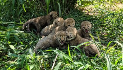 Zoo Announces Another Seven Adorable Cheetah Cubs Are Born