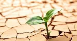 برگزاری دوره آموزشی روش های مقابله با تنش های خشکی در مرکز تحقیقات و آموزش گلستان