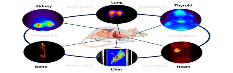 انتظار افزایش کیفیت تحقیقات با آزمایشگاه پیش بالینی کشور