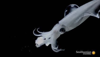 The Remarkable Way Calamari Squid Catch Their Prey