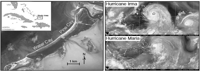 Lizards With Bigger Toes and Smaller Hind Legs Survive Hurricanes