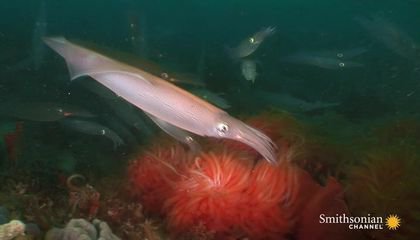 How Spawning Squid Offer a Buffet for Predators