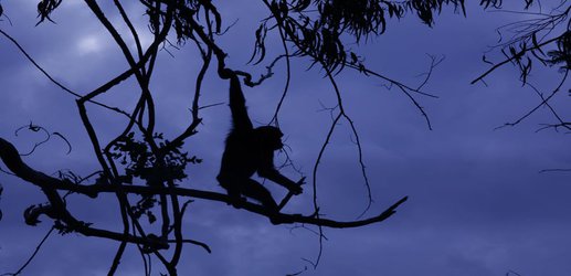 Many chimps are active at night but we don’t know what they do