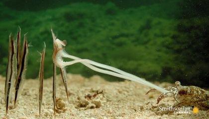 A Clever Cuttlefish Goes in for the Kill