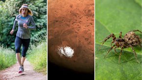 Top stories: transgender athletes, water on Mars, and a climate-cooling arachnid